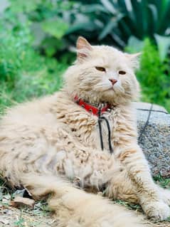 Russian cat