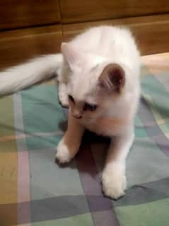 Persian