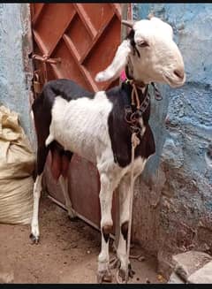 tota puri bakri dhoodh wali