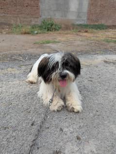Shih tzu Female Dog For Sale
