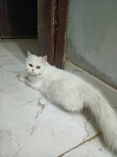Triple coated white female cat for sale