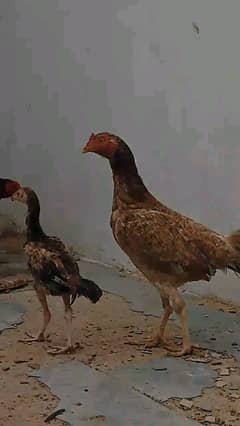 Assel murga murgi or bachay