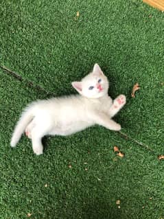 2 months old blue eyes persian white double coat kitten for sale