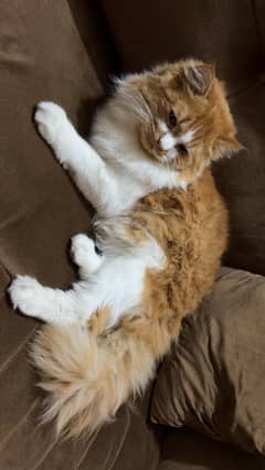 Tripple coat persian cat