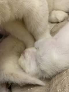 Persian PICKY FACE kitten