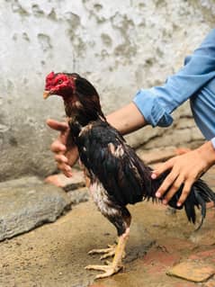 Forsale aseel bird