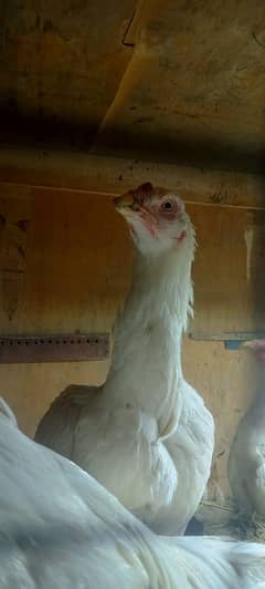 Aseel Heera female