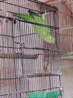 ringneck