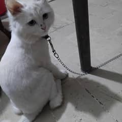 white Persian Cat  1 Year old  Vaccinated 