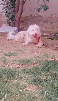 Family dog