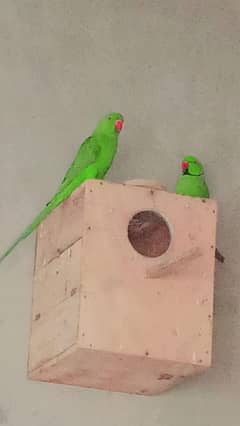 Mia Mitthu Pair Sale :with Egg