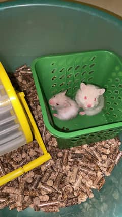 Hamster for sale