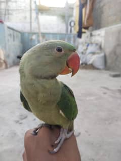 pahari tota