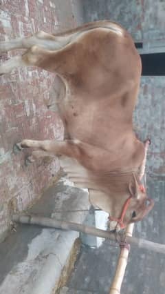 Best bread male bull for sall