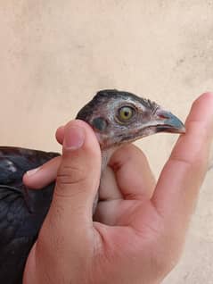 aseel chicks