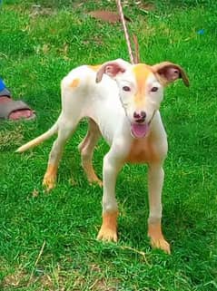 pure kuhati gultair male pink nose blue eyes healthy and active