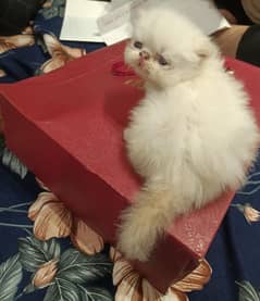piki