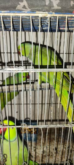 ringneck
