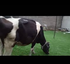 6 month pregnant cow still currently milking 4 kg.
