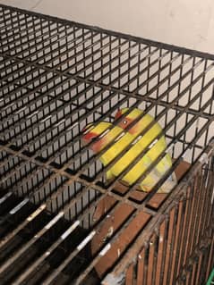 Yellow love bird pair