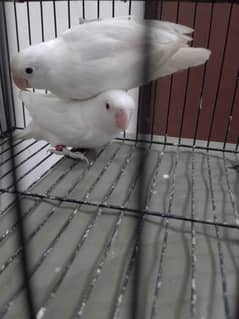 Albino