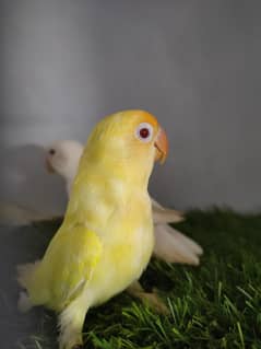 Lovebirds Creamino, parblue/ ino, albino red eyes lutino with dna