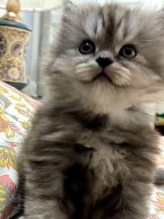 Persian kitten cat male health playful kitten in grey colour WhatsApp
