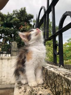 Persian