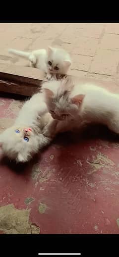 Persian kittens for sale