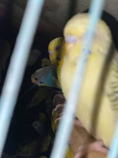 Buggries for sale