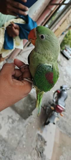 raw parrot
