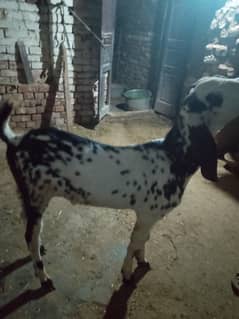 Bakra