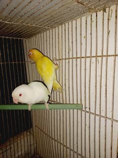 Albino