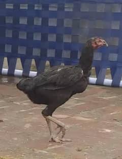 Thai