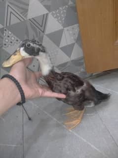 duck 