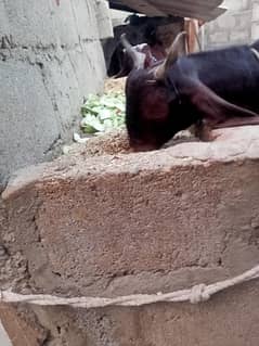 Bakri For Sale bakra
