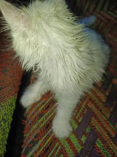 Russian kitty
