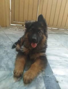 gsd