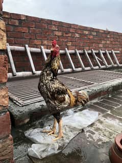 aseel murga or kurk murgi