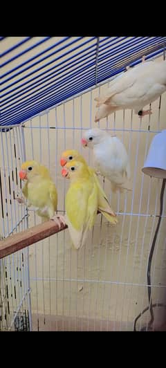 Love Bird Breeder Pairs Albino, Decino