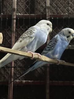 Healthy and active pair