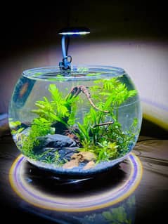Planted bowls, Glass bowls, Glass jars, Decoration pieces, Tanks, Live