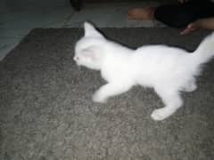 Russian Kitten 28 days Vaccinated