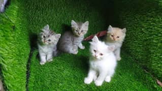 Persian kittens for sale triple coated 45 days age.
