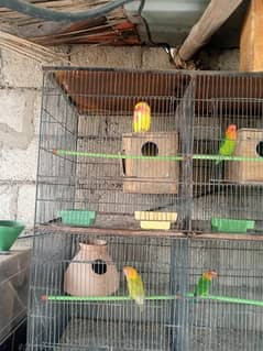 cages