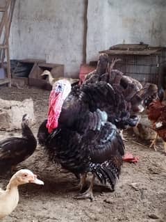 turkey