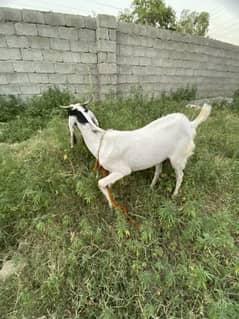 Goat 2 female