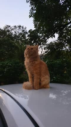 brown Persian cat