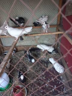 beautiful peagons