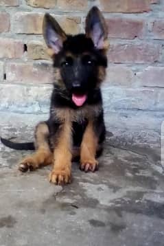 to quality German Shepherd male puppy